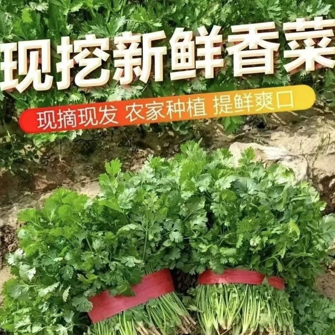 顺丰送货本地香菜地头直发