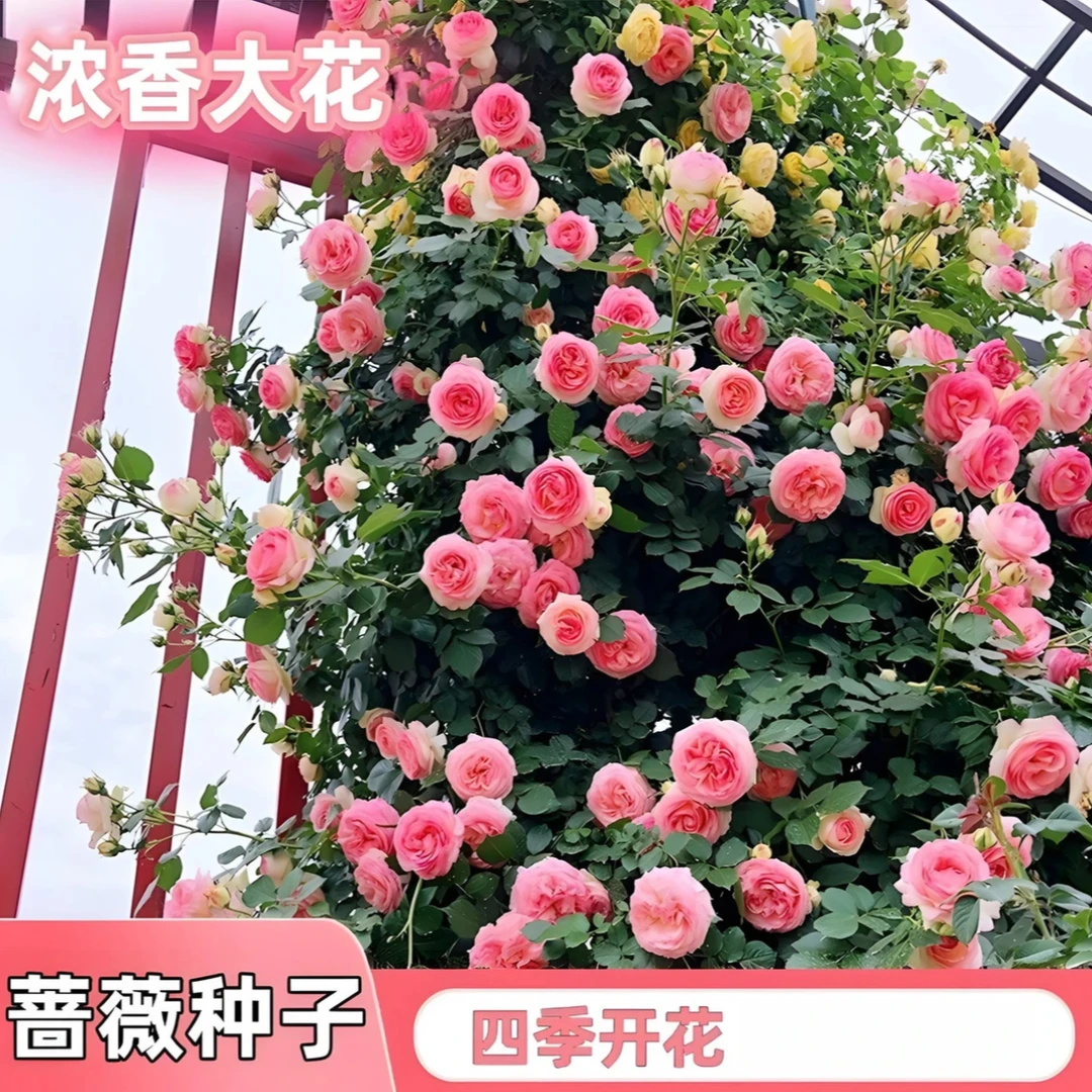 【爬藤蔷薇花种子】家庭阳台小院四季播种花海打造