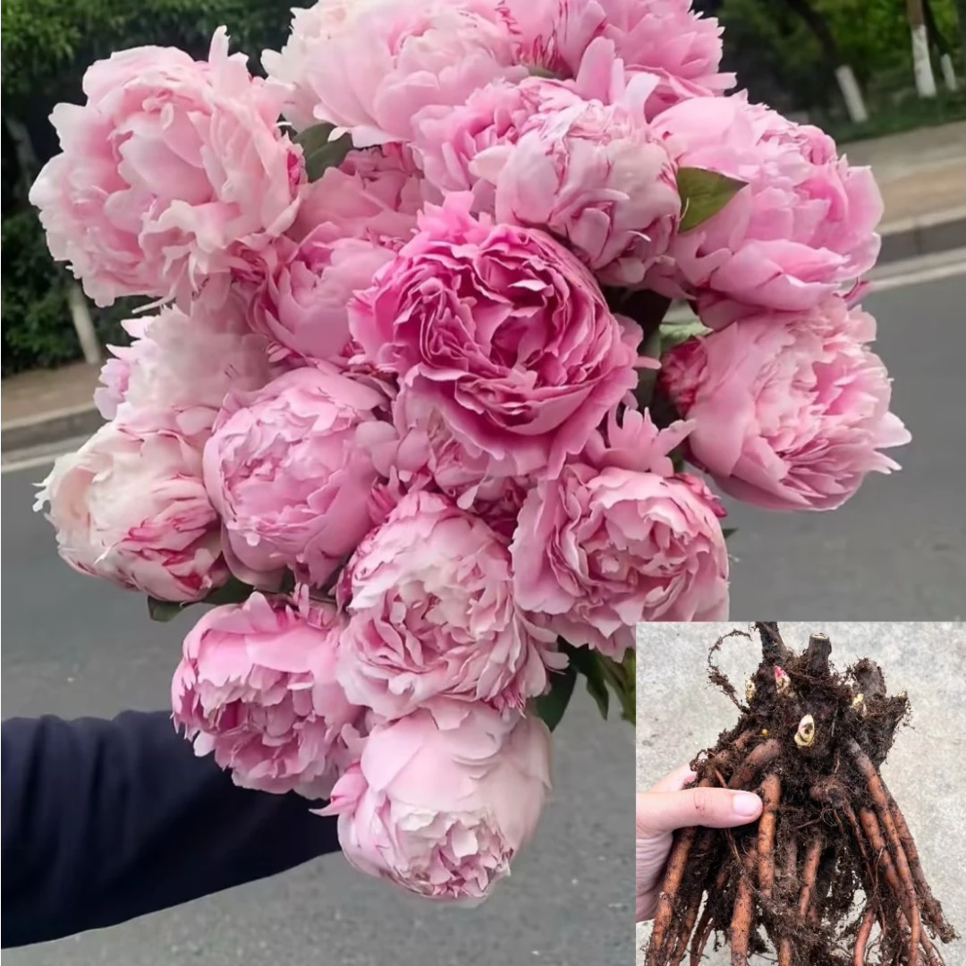 芍药花苗种根带芽四季耐寒庭院阳台盆栽花卉剪枝剪叶发