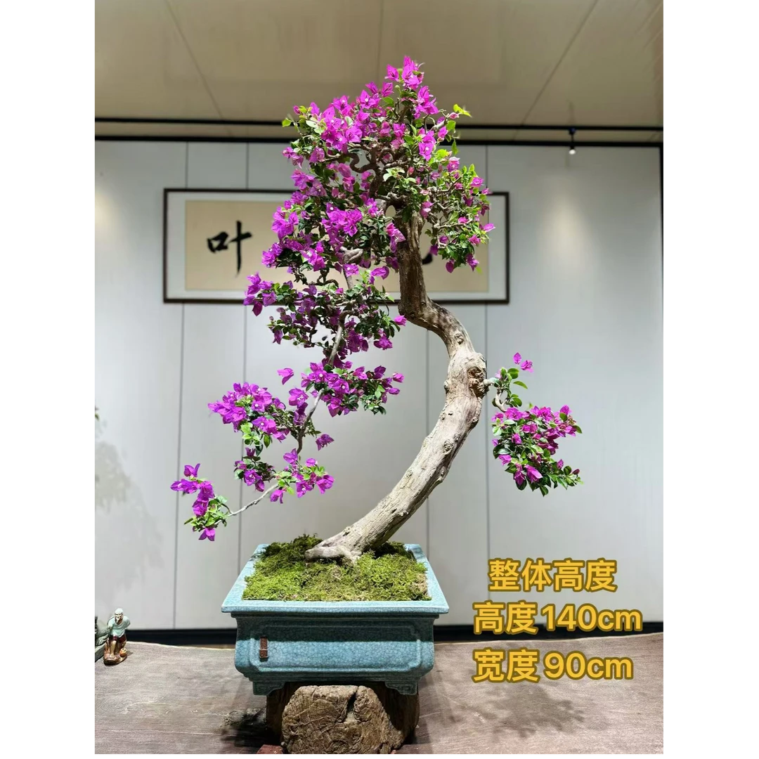 【叶胜园艺】精品小叶紫老桩三角梅盆景
