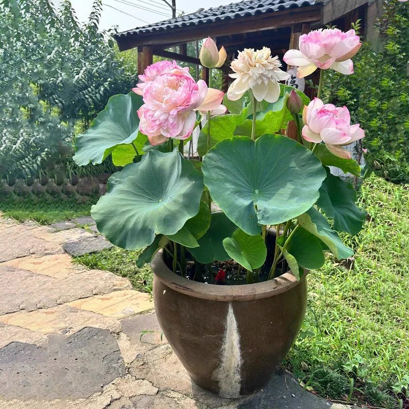 重瓣大型观赏荷花种藕池塘缸养盆栽水培四季开花花卉植物