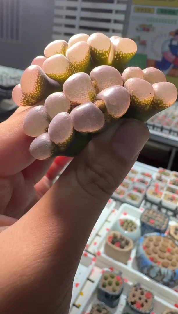 306多肉植物肉锥风铃一颗