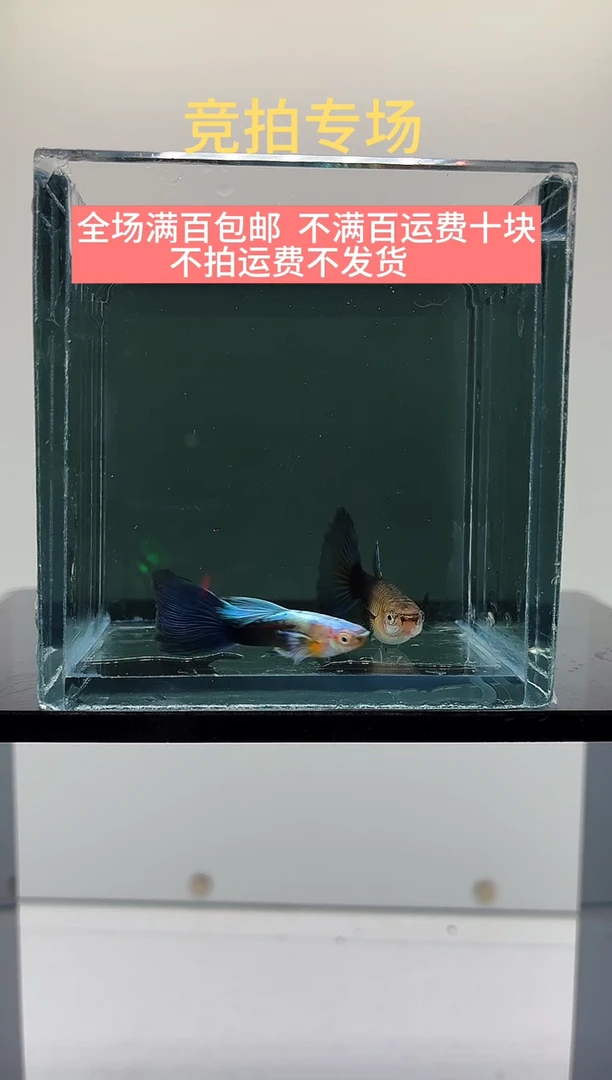 孔雀鱼蓝礼服欧翼一对-68