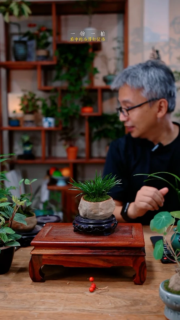 不开花植物@*白金钱菖蒲264