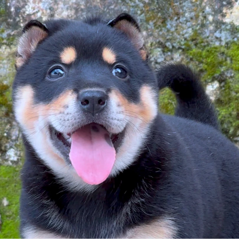 广东发货中华田园犬四眼土松五红五黑犬等等