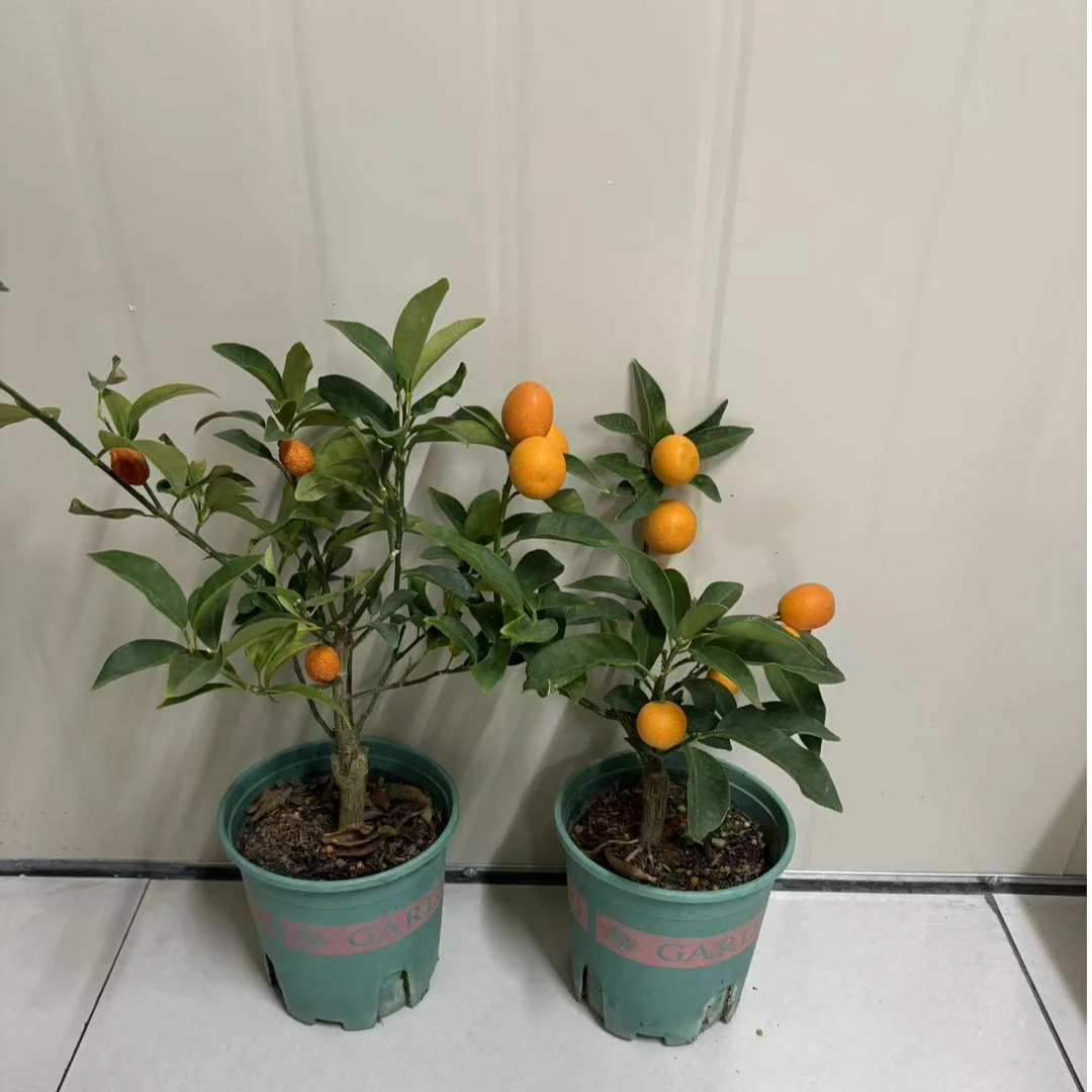 孤品小橘子盆栽的室内种植盆栽