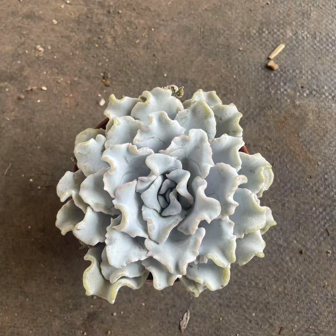 白饺子皮芭蕾舞者多肉植物室内阳台四季好养小盆栽
