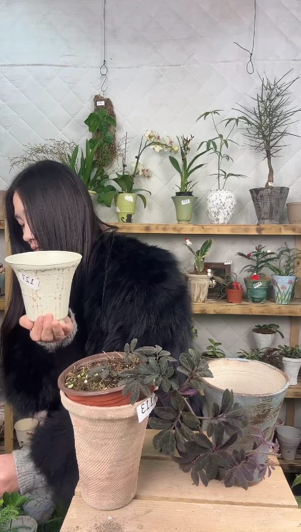 无花朵128紫茄加盆一套