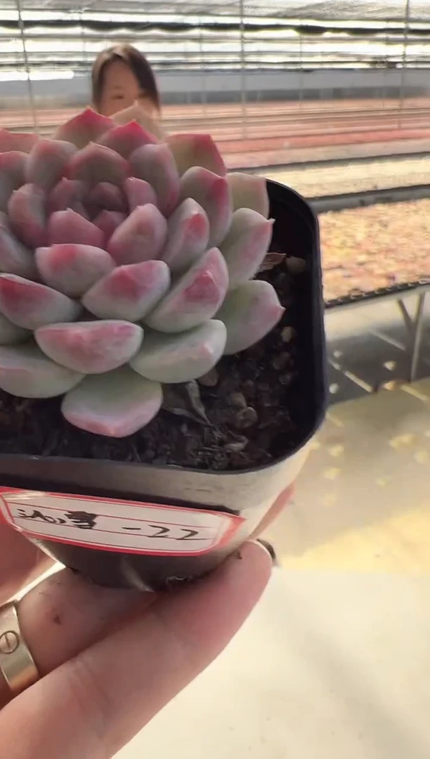 【闪购商品】沁雪-22