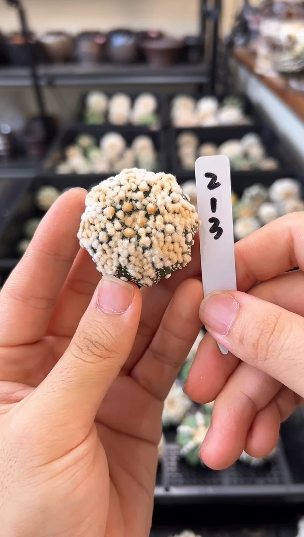 奶盖海星花园实生根 213