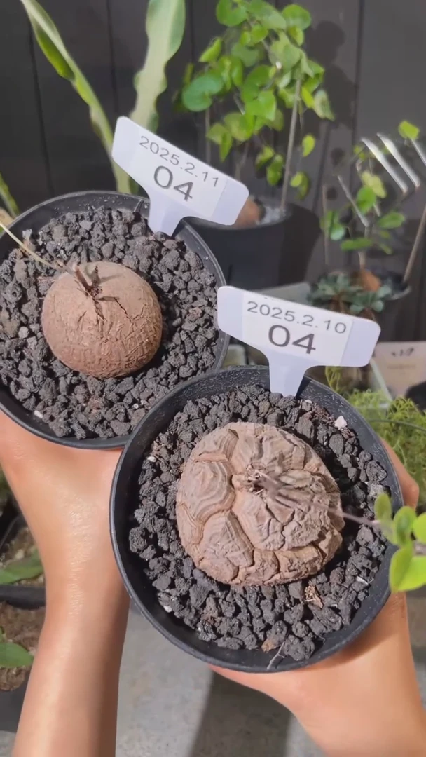 【闪购商品】南非龟甲龙2.10.04