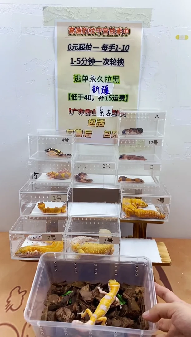 豹纹守宫豹纹守宫幼苗亚成体成体肥尾