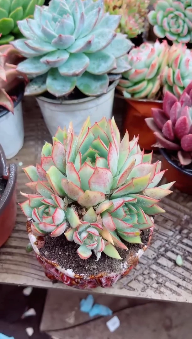 ?****?11051多肉植物一物一拍