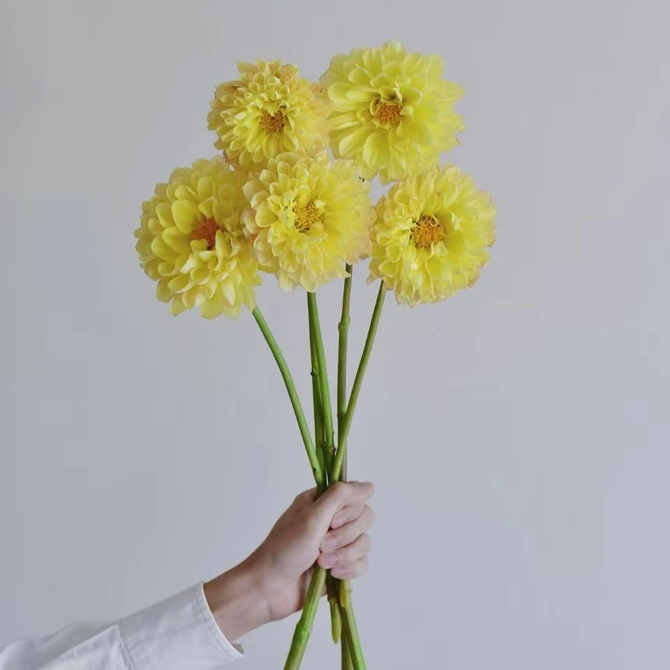 蜂蜜露多年生花卉大丽花种球 适合室内庭院阳台种植