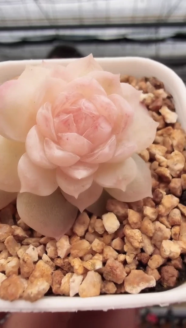 东云多肉园新款-44