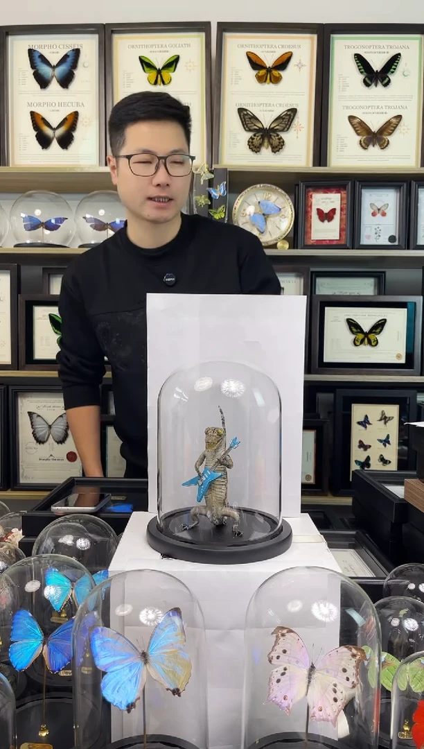 乐坛大鳄-鳄鱼标本大号玻璃罩