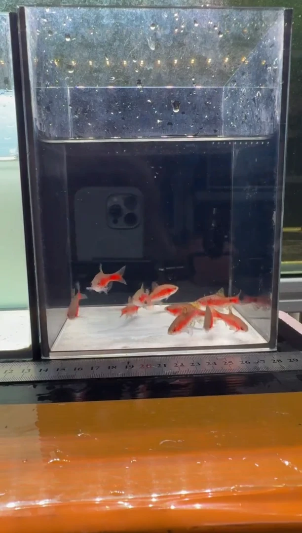 海水鱼钻石彩虹鲫