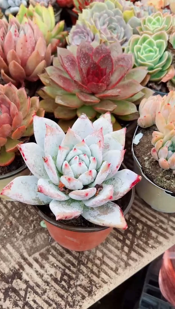 石***9?多肉植物一物一拍10029