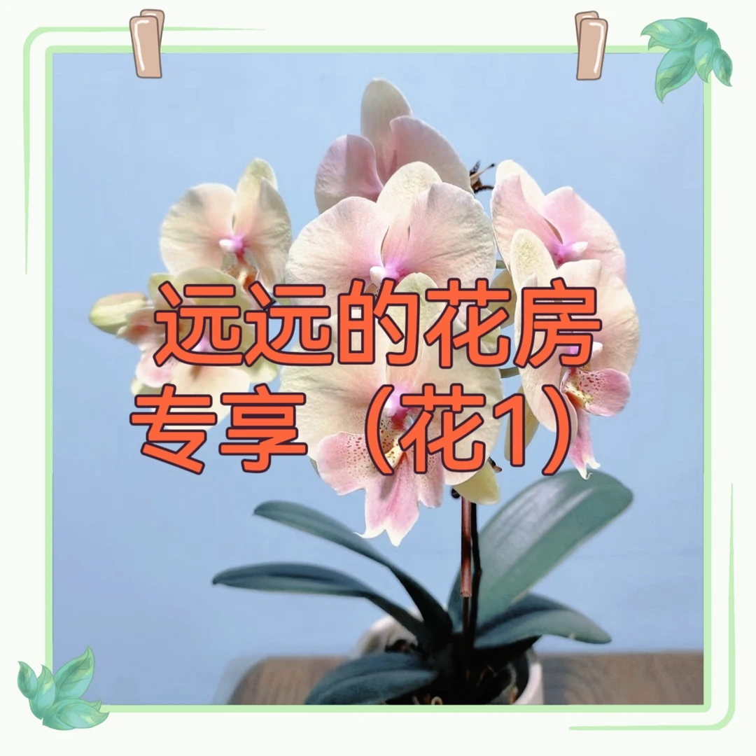 【远远的花房粉丝专享】花1花2花5