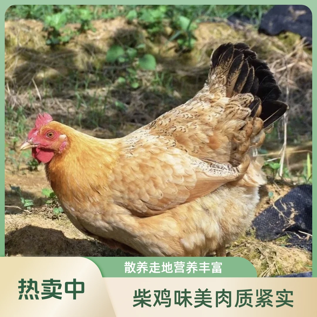 散养走地鸡（2年以上柴鸡）烧烤食材