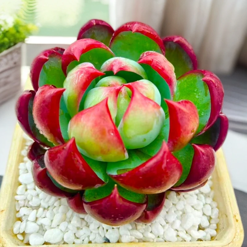 【惊鸿仙子】脱土发货  云南红太阳多肉  精养发货