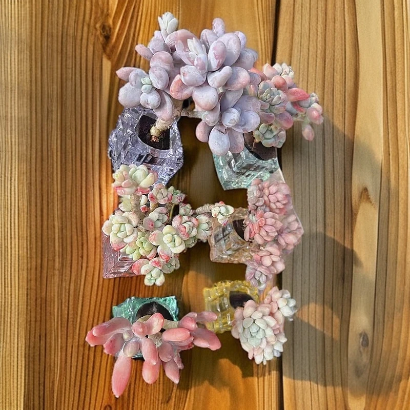 Z精品无土多肉-六株组合打包套餐二【所见即所得】