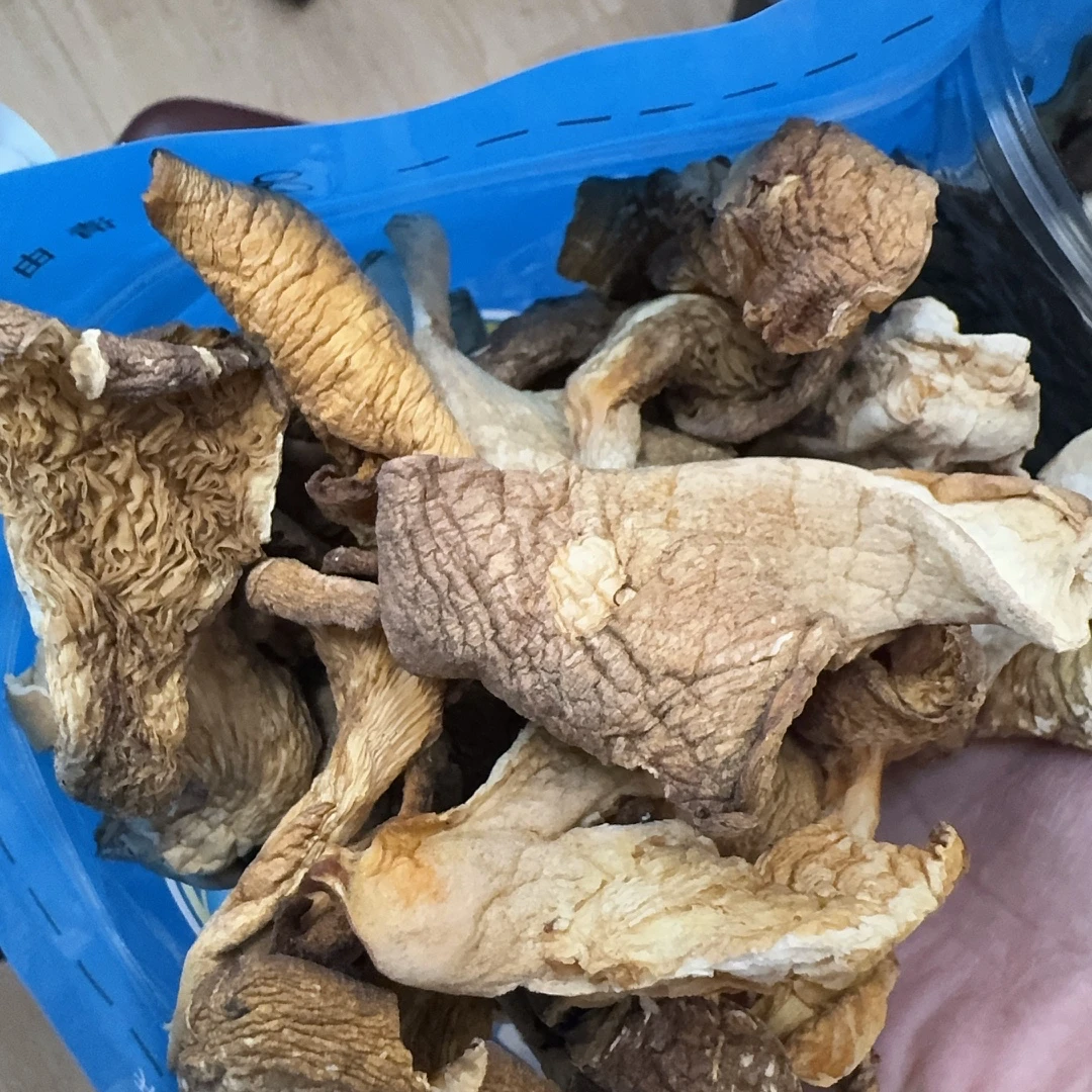 东北黑龙江深山采元菇 味道鲜美