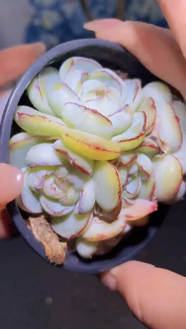 【闪购商品】904胖虎珍妮