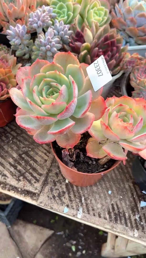 铜*烧多肉植物一物一拍23307