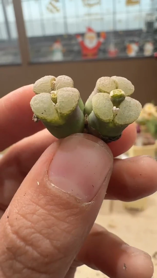 26-105多肉植物肉锥小零号