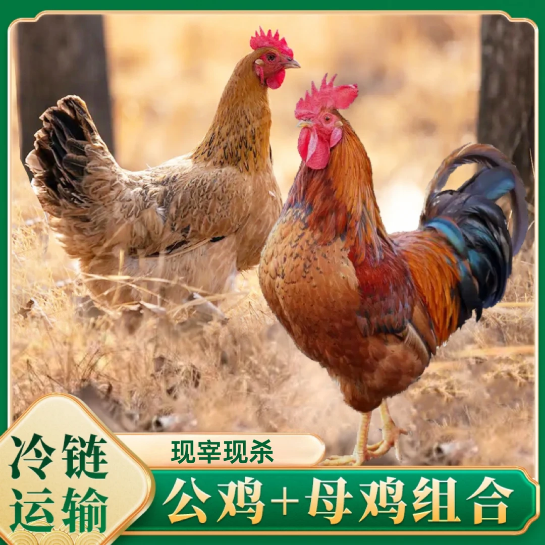 【山野】3只2年黄油老母鸡+赠1只公鸡 到手共4只总净重10斤