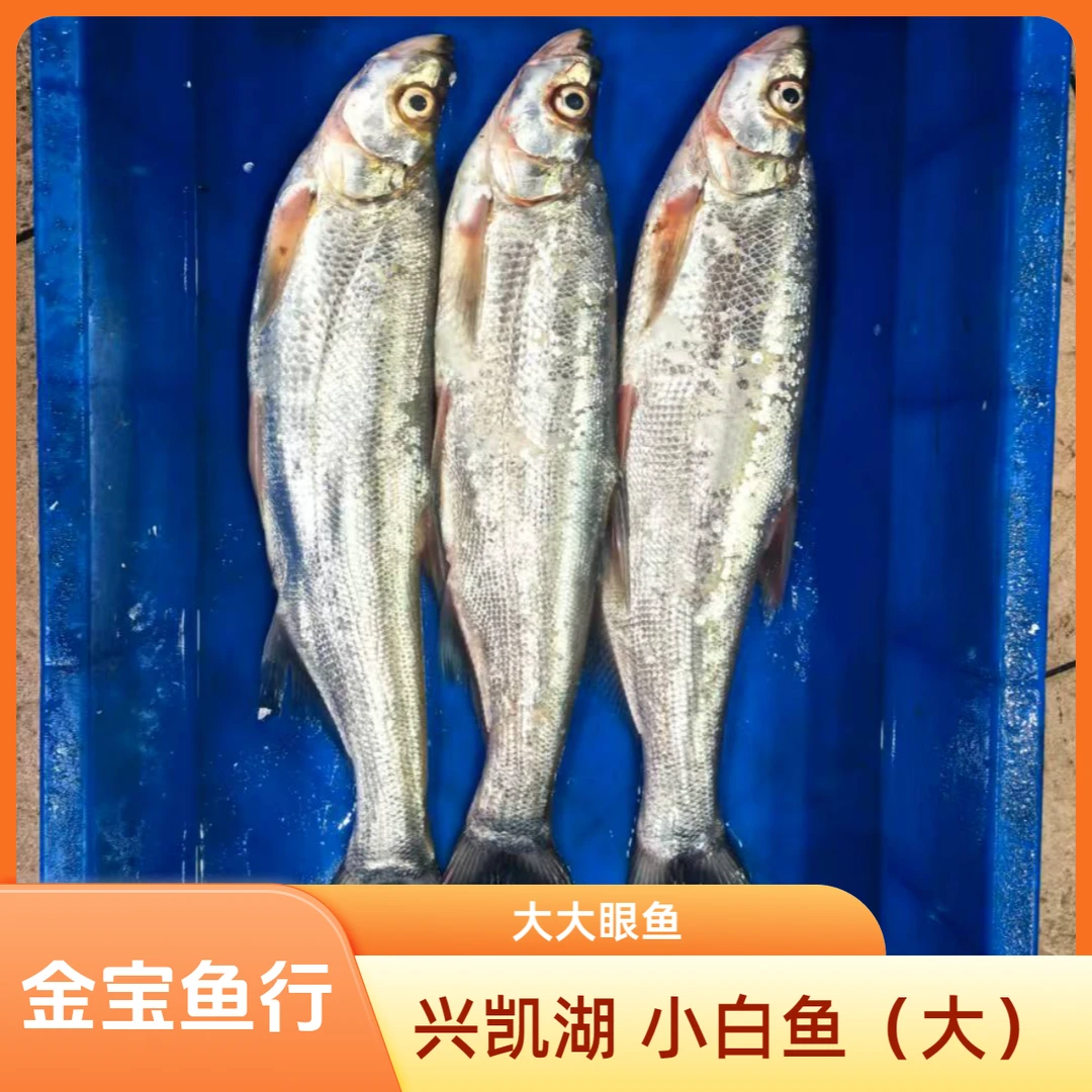 兴凯湖 小白鱼(大大眼)