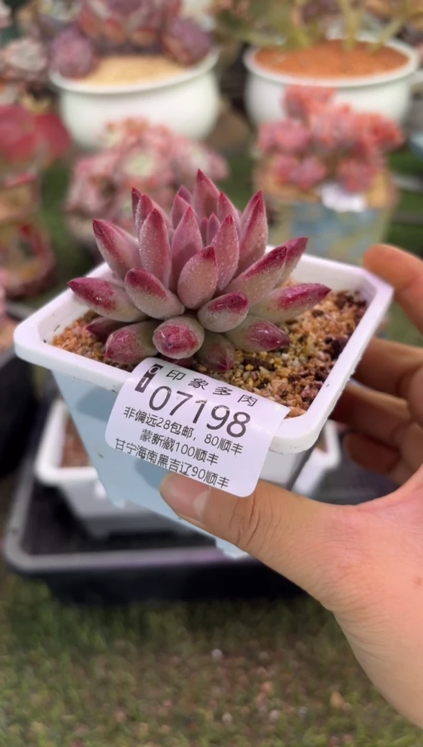 【闪购商品】07198