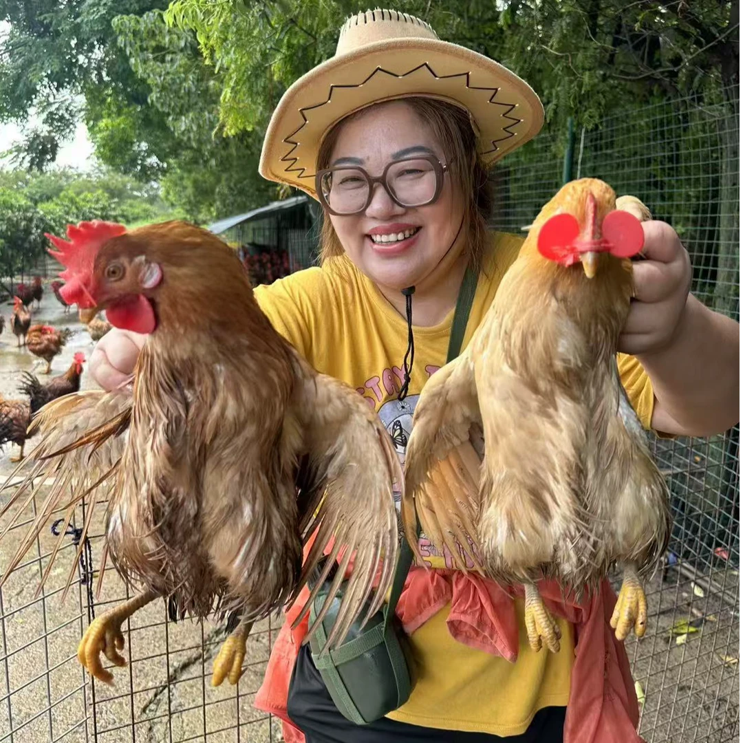 桃园生态   大公鸡