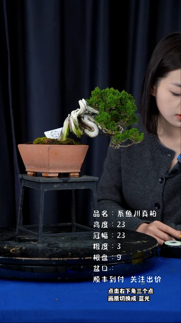 【闪购商品】系鱼川真柏