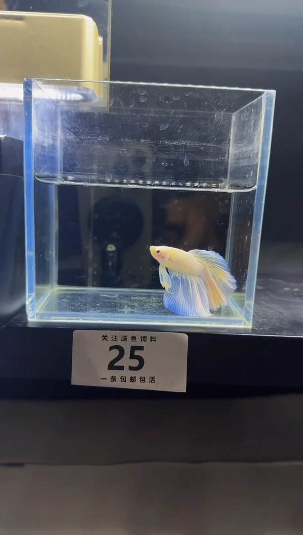 斗鱼斗鱼竟拍链接025