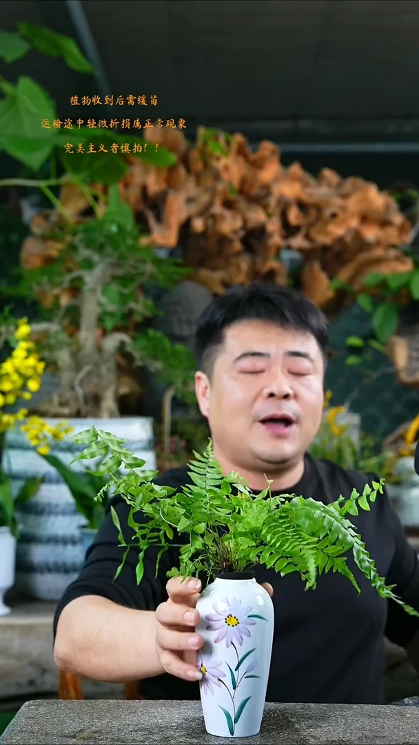 完全开放紫琪蕨358T