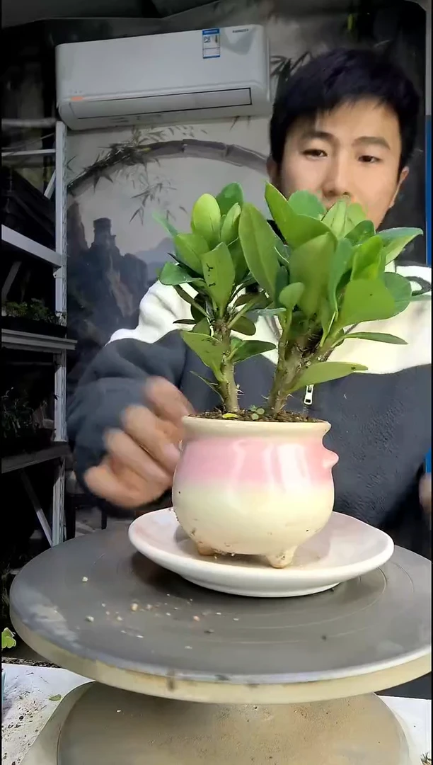 也?中青园艺一物一拍409