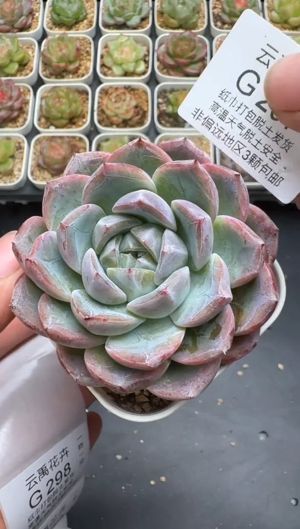 297G云禹多肉植物 脱土纸巾打包 3颗包邮