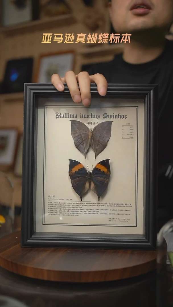 枯叶蝶正反两只中文版10寸欧式框