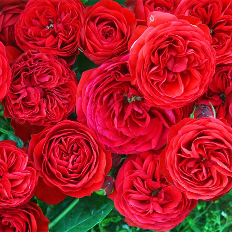 正红色大花欧月红苹果树桩四季开花月季花阳台玫瑰花盆栽花卉绿植