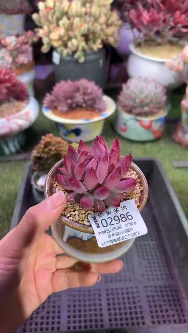 【闪购商品】02986