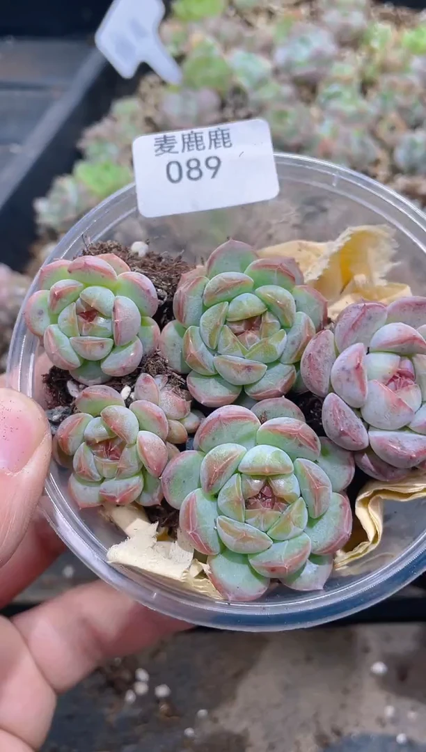 089粉岚      量拍