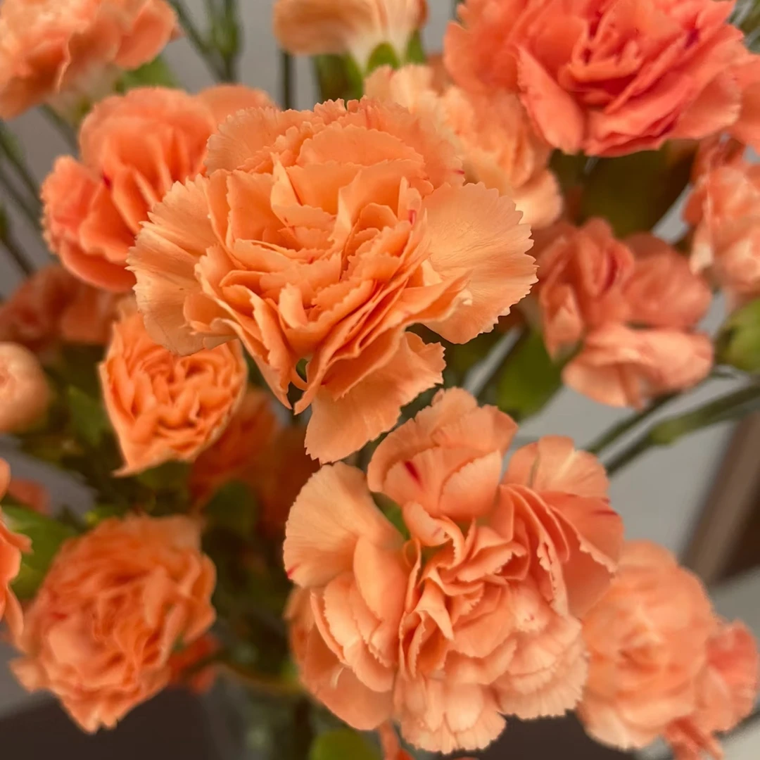 【落日康乃馨】10支装 高级康乃馨