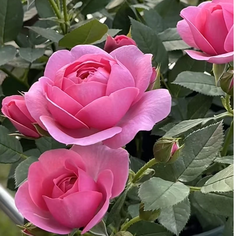 （月季）淑女棒棒糖一加仑庭院阳台 多季开花机器 带盆带土