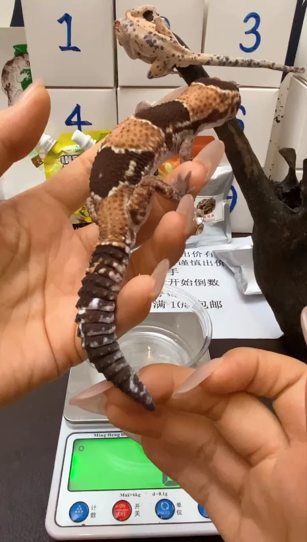 肥尾守宫Scale Tail 爬宠PF2