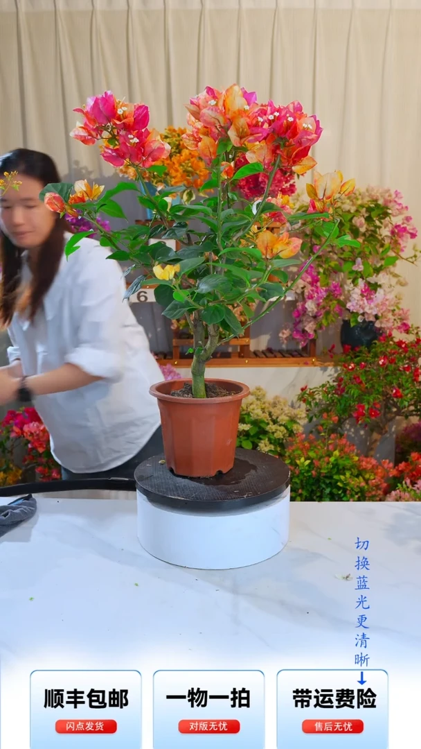 大部分开放少量花苞孙*兄凤凰