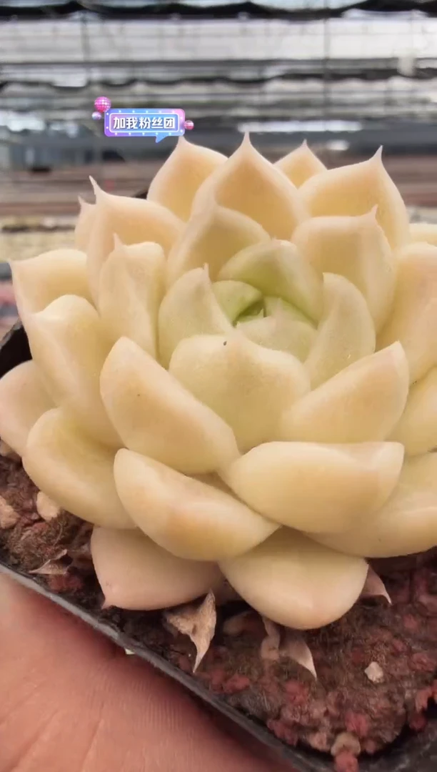 东云多肉园新款-189