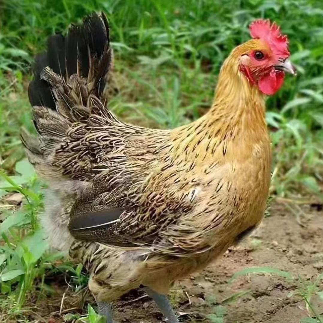 麻羽鸡林间散养一斤左右发货包邮到家活禽专线