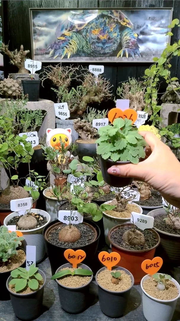 6026号1114福利酒红茎文纳森洋葵